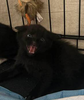 Stellar -  Domestic Short Hair Cat Available for Adoption in Alafaya, Florida - Stellar | PetCurious