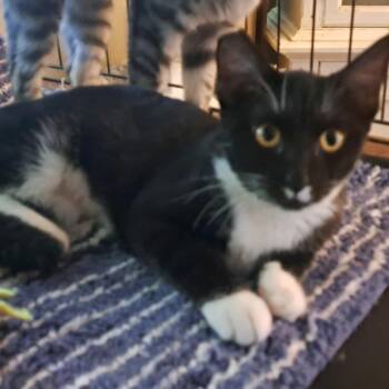 Rescue Tuxedo Cats for Adoption in Jurupa Valley, California - Suzzette | PetCurious