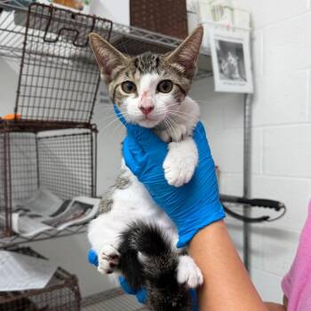 Kip -  Domestic Short Hair Cat for Adoption in Edinburg, Texas - Kip | PetCurious