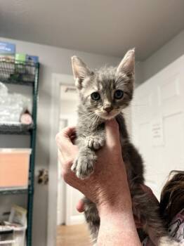 Basking -  Domestic Short Hair Cat for Adoption in Bolivar, Missouri - Basking | PetCurious