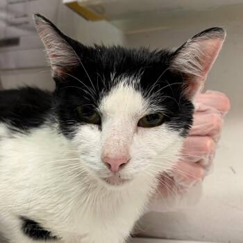 Warhol -  Domestic Medium Hair Cat for Adoption in Charleston, West Virginia - Warhol | PetCurious