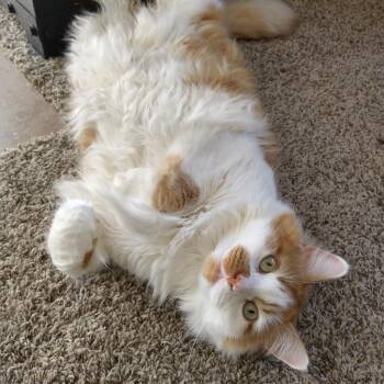 Domestic Long Hair Cats Available for Adoption in Murray, Utah - Uly | PetCurious