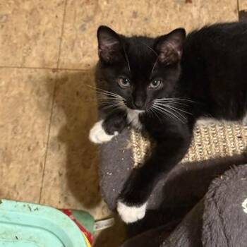 Annie -  American Shorthair Cat for Adoption in Bethel, Connecticut - Annie | PetCurious