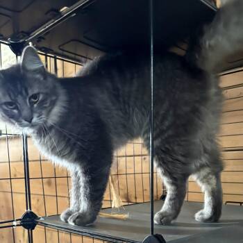 Pete -  Domestic Medium Hair Cat for Adoption in Traverse City, Michigan - Pete | PetCurious