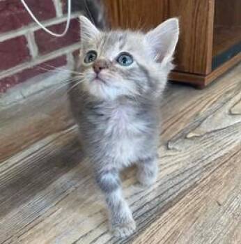 Pork Gyoza -  Domestic Short Hair Cat Available for Adoption in Augusta, Georgia - Pork Gyoza | PetCurious