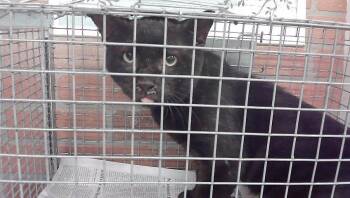 RONNIE -  Domestic Short Hair Cat for Adoption in Houston, Texas - RONNIE | PetCurious