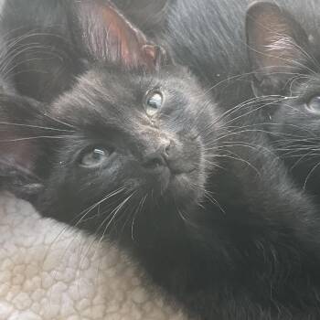 Howl -  Domestic Medium Hair Cat for Adoption in Las Vegas, Nevada - Howl | PetCurious