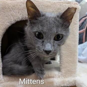 Domestic Short Hair Cats Available for Adoption in Jeffersonville, Indiana - Mittens | PetCurious