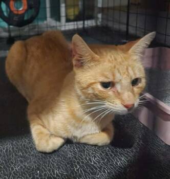 Noah -  Domestic Short Hair Cat for Adoption in St. Cloud, Minnesota - Noah | PetCurious