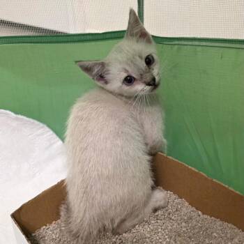 Nyla -  Domestic Short Hair Cat for Adoption in Tampa, Florida - Nyla | PetCurious