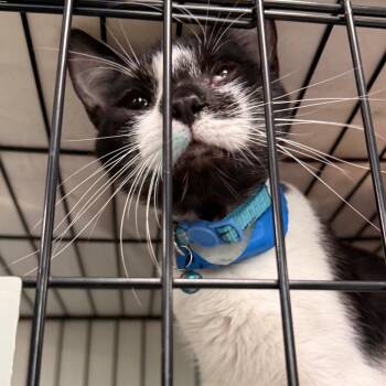 Chip -  Domestic Short Hair Cat Available for Adoption in Milton, Florida - Chip | PetCurious