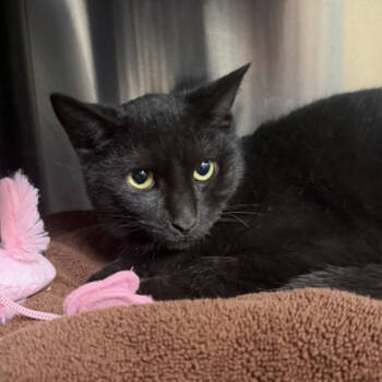 Rescue Domestic Short Hair Cats for Adoption in Voorhees Township, New Jersey - Creeper | PetCurious