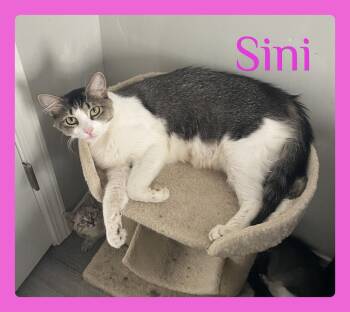 SINI -  Tabby Cat for Adoption in Lawton, Oklahoma - SINI | PetCurious