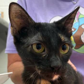 Domestic Short Hair Cats Available for Adoption in Corpus Christi, Texas - China | PetCurious