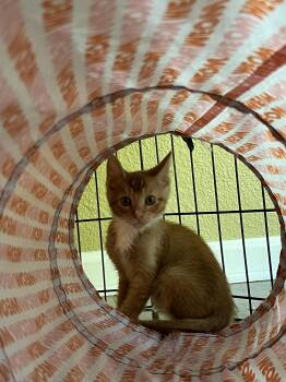 Otis -  Domestic Short Hair Cat for Adoption in Antioch, California - Otis | PetCurious
