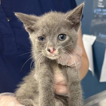 Stoven -  Domestic Short Hair Cat for Adoption in Philadelphia, Pennsylvania - Stoven | PetCurious