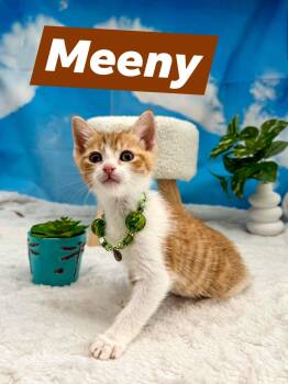 Domestic Short Hair Cats Available for Adoption in Sevierville, Tennessee - Meeny | PetCurious