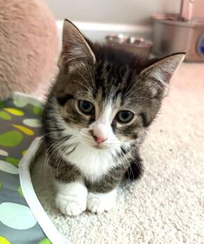 Tabby Cats Available for Adoption in Ypsilanti, Michigan - Garbanzo | PetCurious