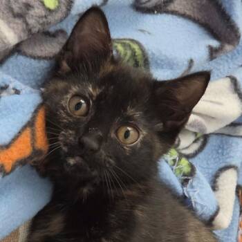 Domestic Medium Hair Cats Available for Adoption in South Elgin, Illinois - Piper | PetCurious
