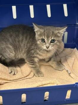 Concrete -  Domestic Short Hair Cat for Adoption in Erin, Ontario - Concrete | PetCurious