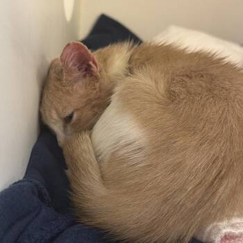 Leana -  Domestic Short Hair Cat for Adoption in Philadelphia, Pennsylvania - Leana | PetCurious