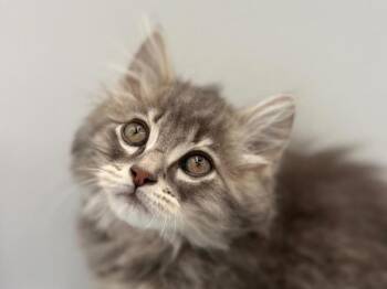 Velma -  Domestic Medium Hair Cat for Adoption in Portland, Oregon - Velma | PetCurious