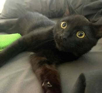 Rescue Domestic Short Hair Cats for Adoption in Greenville, North Carolina - Pete | PetCurious