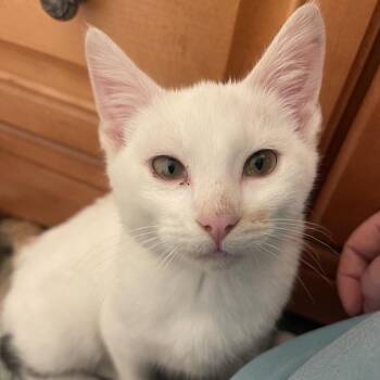Cutiepatootie -  Domestic Short Hair Cat for Adoption in Buffalo, Minnesota - Cutiepatootie | PetCurious