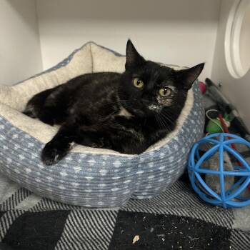 Domestic Short Hair Cats Available for Adoption in Stillwater, Oklahoma - Stella | PetCurious