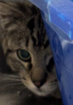 Domestic Short Hair Cats Available for Adoption in Golden, Colorado - Orange Highlighter | PetCurious