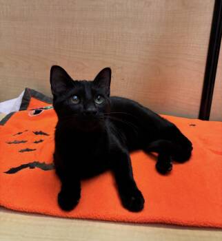 Burke -  Domestic Short Hair Cat for Adoption in Albuquerque, New Mexico - Burke | PetCurious