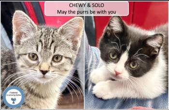 Chewy and Solo -  Domestic Short Hair Cat for Adoption in Cincinnati, Ohio - Chewy And Solo | PetCurious