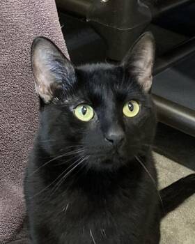 Domestic Short Hair Cats Available for Adoption in Novato, California - Jim Hopper | PetCurious