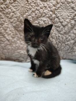 Rescue Domestic Short Hair Cats for Adoption in Columbia, South Carolina - Archer | PetCurious