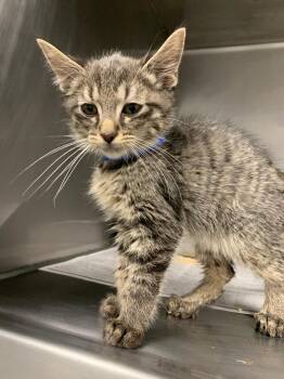 Domestic Short Hair Cats Available for Adoption - Dionysus | PetCurious