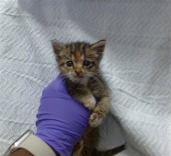 CINDER -  Domestic Short Hair Cat for Adoption in Doral, Florida - CINDER | PetCurious