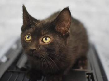 Water -  Domestic Medium Hair Cat for Adoption in Portland, Oregon - Water | PetCurious