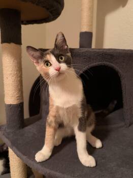 Maitake -  Domestic Short Hair Cat for Adoption in Davis, California - Maitake | PetCurious