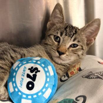 Hiccup -  Domestic Short Hair Cat for Adoption in West Palm Beach, Florida - Hiccup | PetCurious