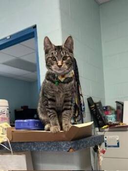 Rescue Domestic Short Hair Cats for Adoption in Berryville, Virginia - Sky | PetCurious