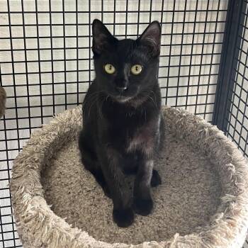 Fable -  Domestic Short Hair Cat for Adoption in Portland, Oregon - Fable | PetCurious