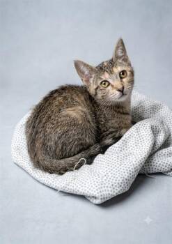 FUNNY -  Domestic Short Hair Cat for Adoption in Jacksonville, Florida - FUNNY | PetCurious