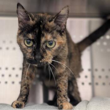Siempre -  Domestic Short Hair Cat for Adoption in Pittsburgh, Pennsylvania - Siempre | PetCurious