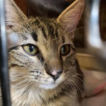 Cheetah -  Domestic Short Hair Cat for Adoption in Stephenville, Texas - Cheetah | PetCurious