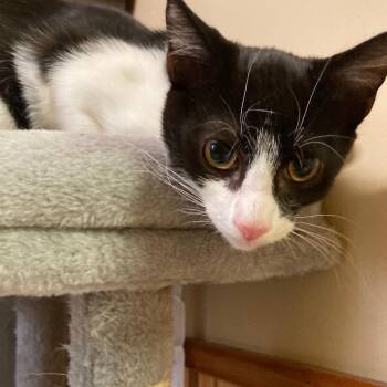 Jackpot -  Domestic Short Hair Cat for Adoption in Kankakee, Illinois - Jackpot | PetCurious