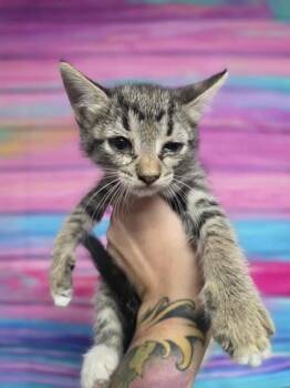 Rescue Domestic Short Hair Cats for Adoption in Houston, Texas - Toe | PetCurious