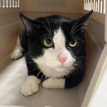 Domestic Short Hair Cats Available for Adoption - Dip | PetCurious