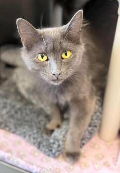 Skye -  Domestic Medium Hair and Russian Blue Cat for Adoption in Georgina, Ontario - Skye | PetCurious