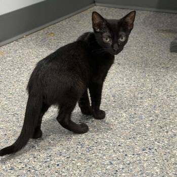 Cruz -  American Shorthair Cat for Adoption in Bethel, Connecticut - Cruz | PetCurious