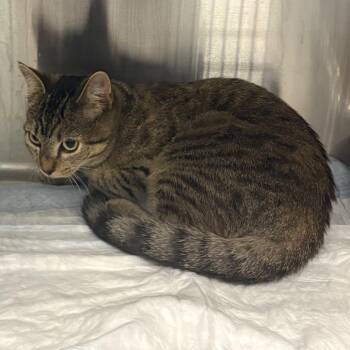 Jumping Bean -  Domestic Short Hair Cat for Adoption in Greensboro, North Carolina - Jumping Bean | PetCurious
